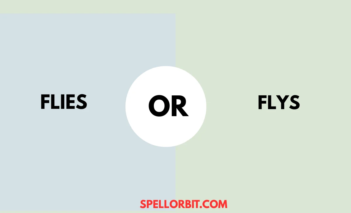 flies vs flys